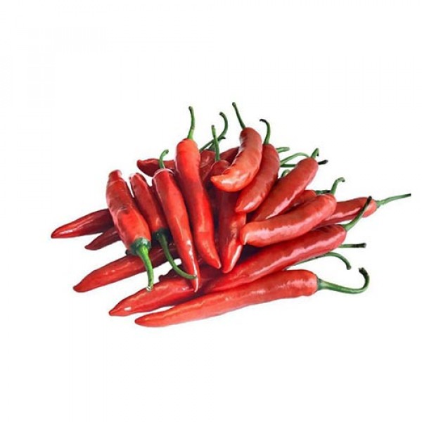 Panen Cabai Merah